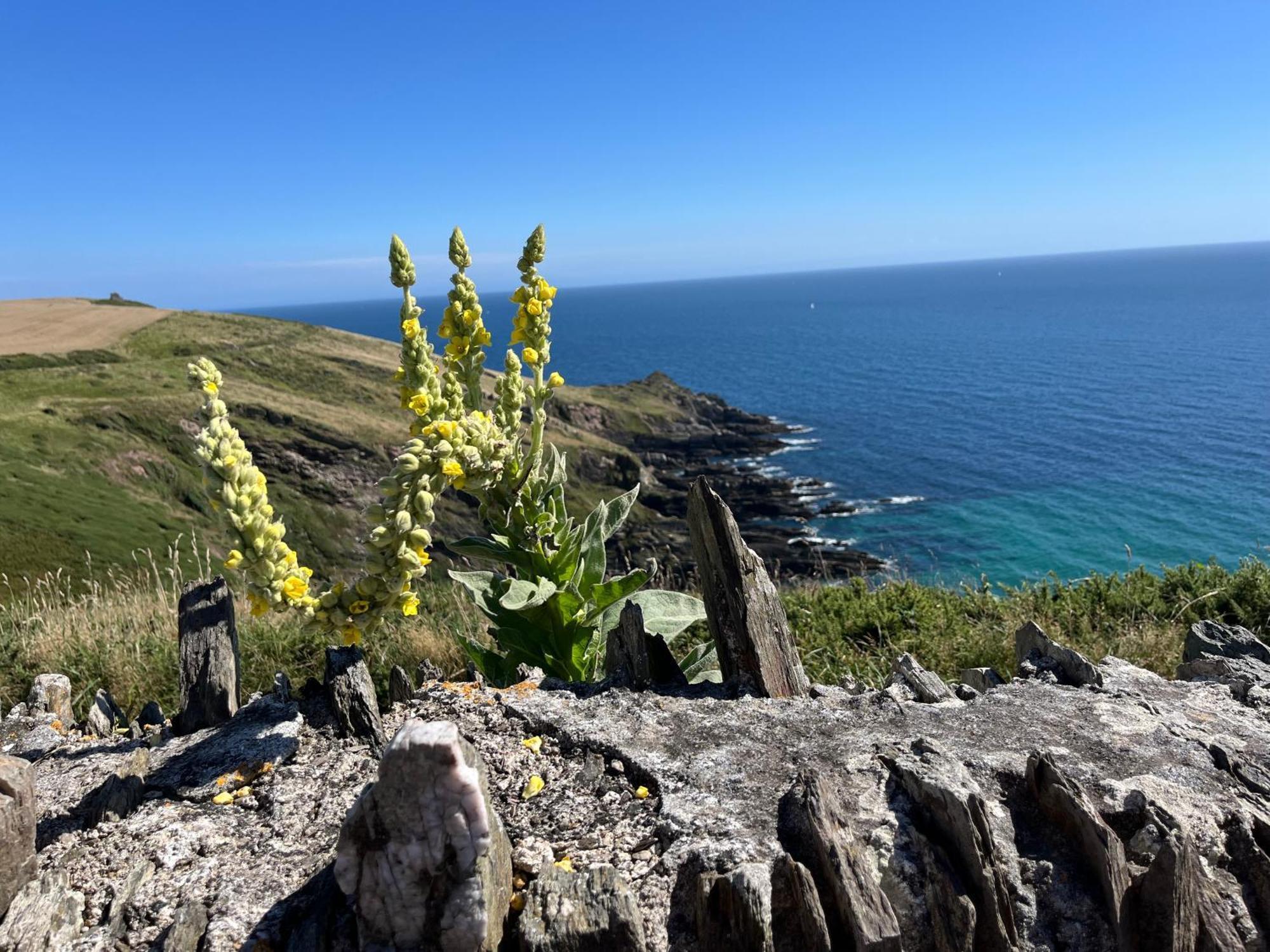 Pilchards Cottage Noss Mayo المظهر الخارجي الصورة
